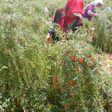 QIHuang goji berry wine for good healthy