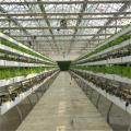 Greenhouse Vertical hydroponic growing systems for lettuce