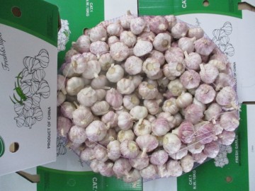 Normal Garlic From Jinxiang