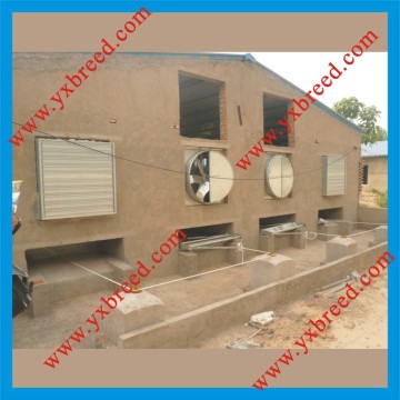 Automatic Manure Removal System for Poultry Layer House