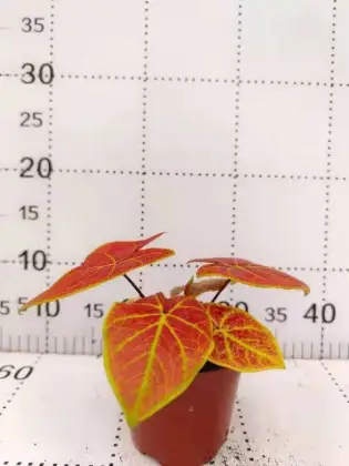 caladium new wave redish 11cm jincan
