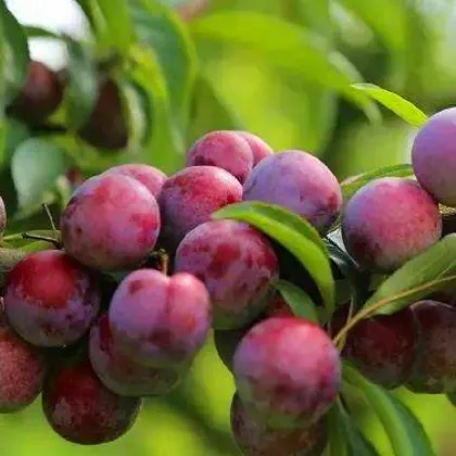 Fresh DeliciousTastyGood Quality Plum