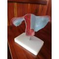 Larynx Heart And Lung Model Uterus Model with Pathology Factory