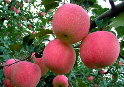 Apple cold storage equipment