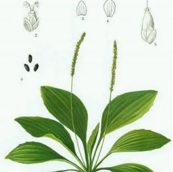 Psyllium husk powder wholesale
