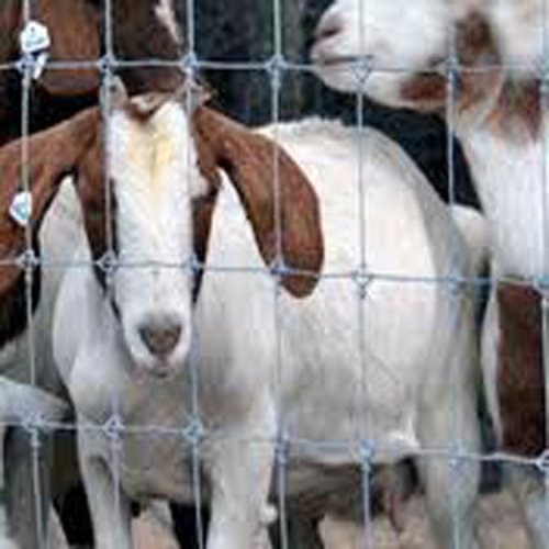 recinzione selvaggia dei cervi del bestiame ad alta resistenza galvanizzata pesante