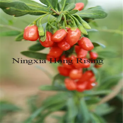 Ningxia Organnic goji berries superfruit wolfberry