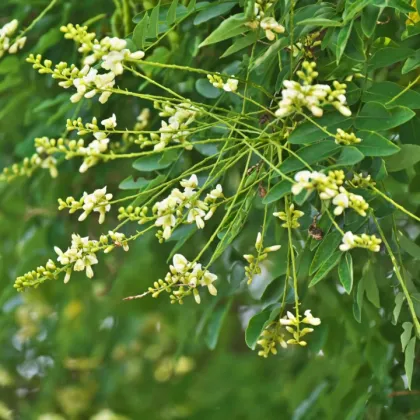 sophora flower bud extract sale