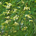 sophora flower bud extract sale