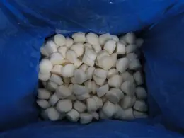 frozen scallop meat