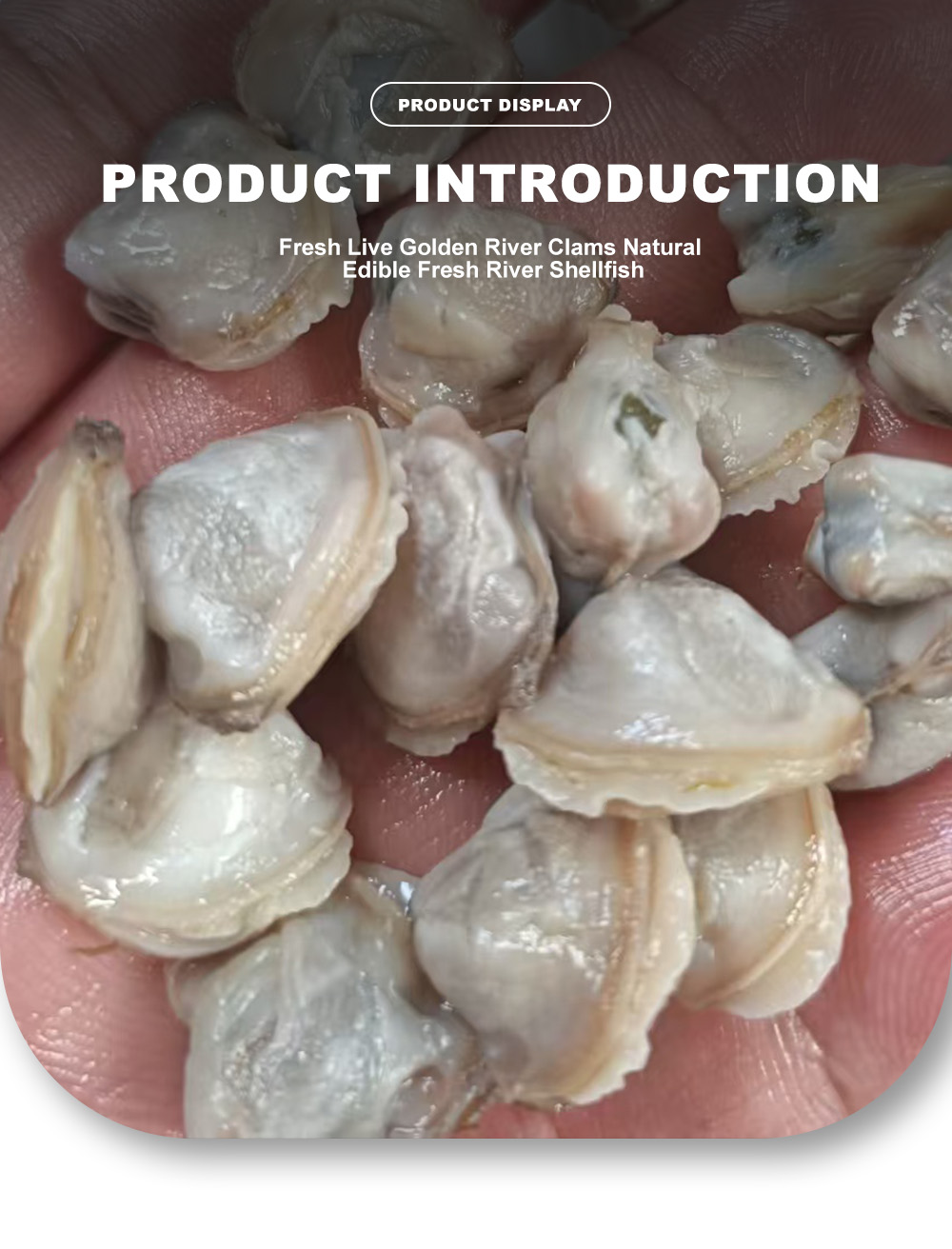 Freshwater Mussel Meat-x1