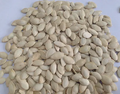 China inner mongolia wholesale shine skin pumpkin seeds