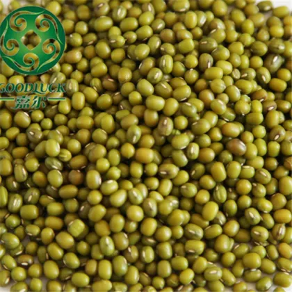 Green Mung Bean for germinating