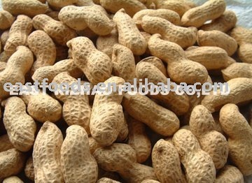 Groundnut In Shell