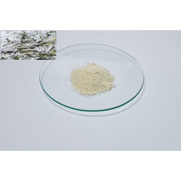 Organic Soy Lecithin Powder Hot Sale Soybean Lecithin Supplier
