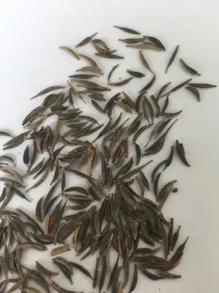 Wholesale bulk perennial coreopsis seed
