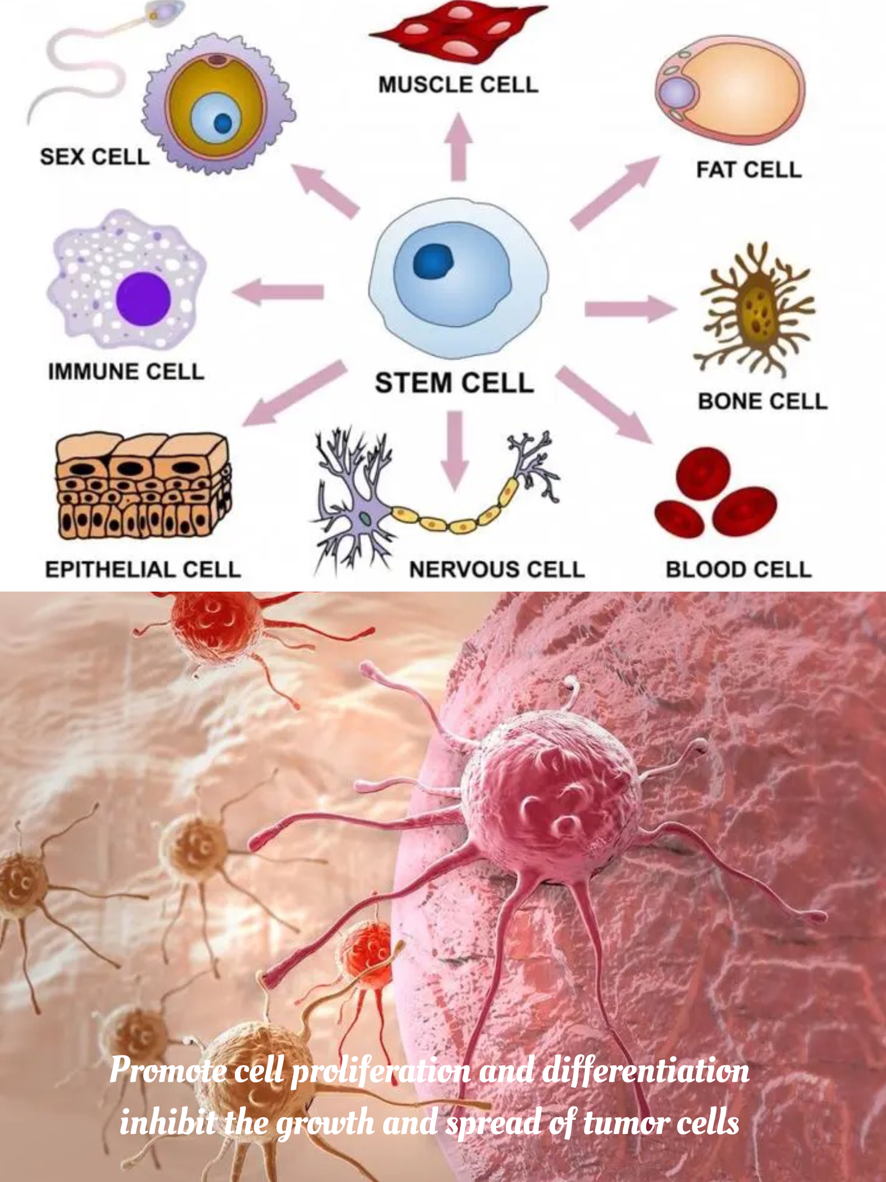  what does thymosin beta-4 do