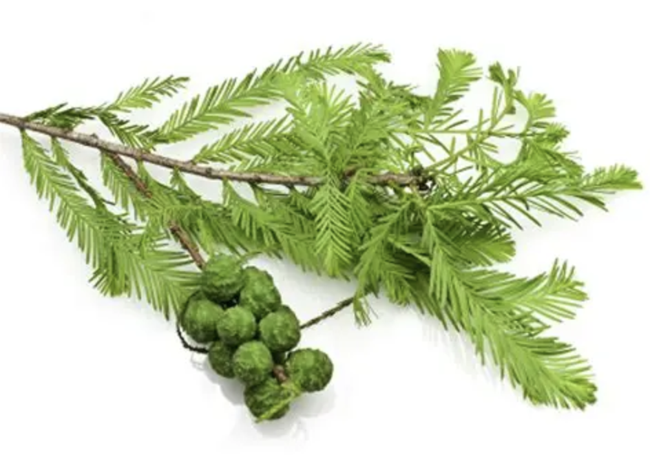 Arborvitae Extract Supplier