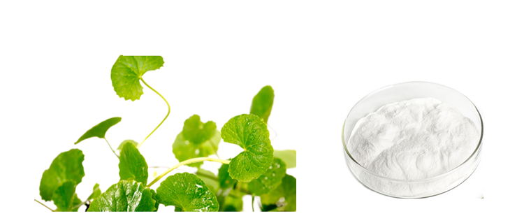 Centella Asiatica Powder