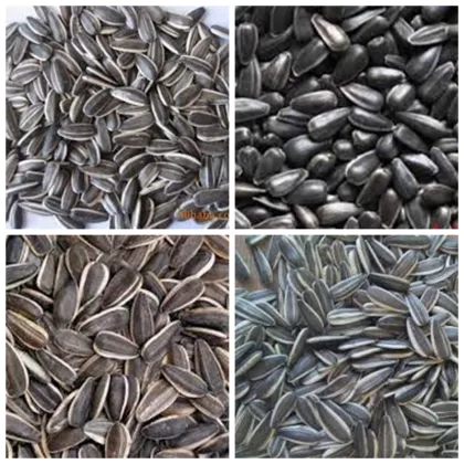 bulk organic sunflower seeds confectionery sunflower seeds white sunflower seeds