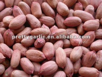 Indian peanut bold type