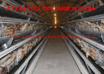 Battery pullet rearing cage  