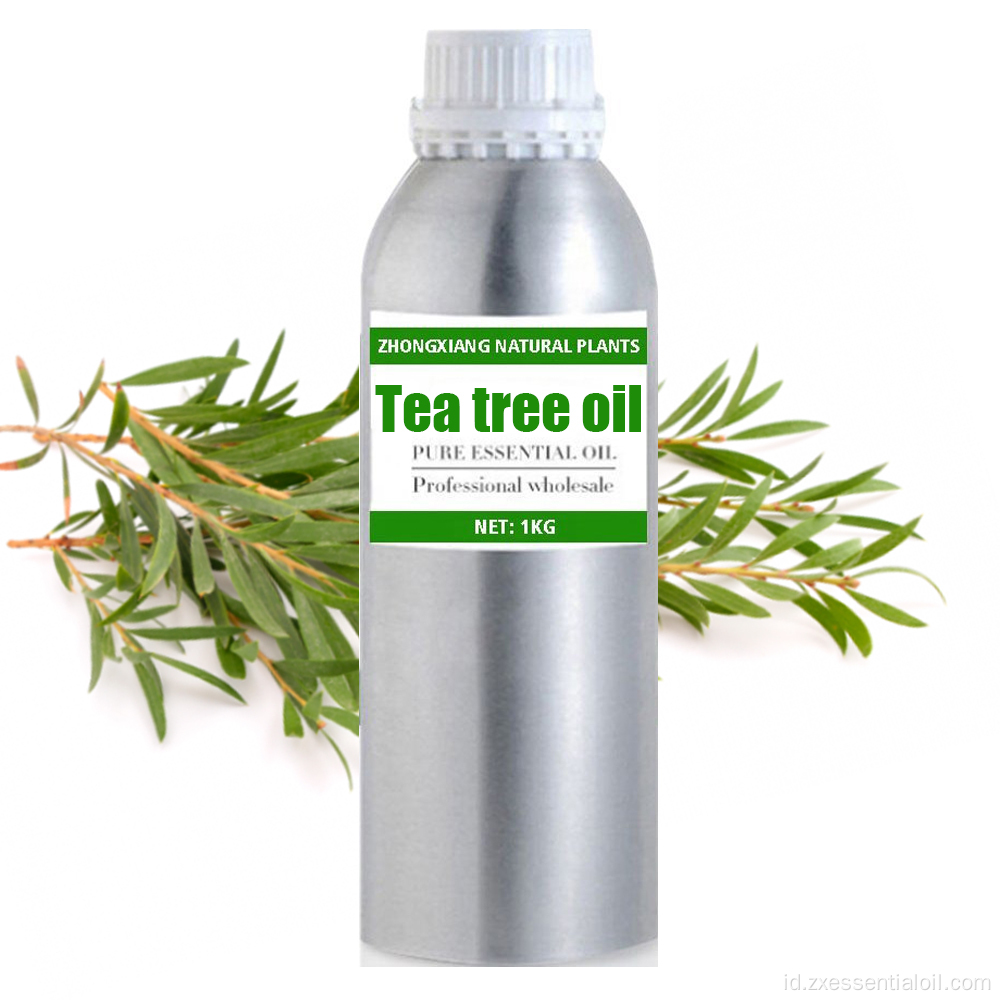 Pasokan pabrik minyak pohon teh kelas terapeutik massal