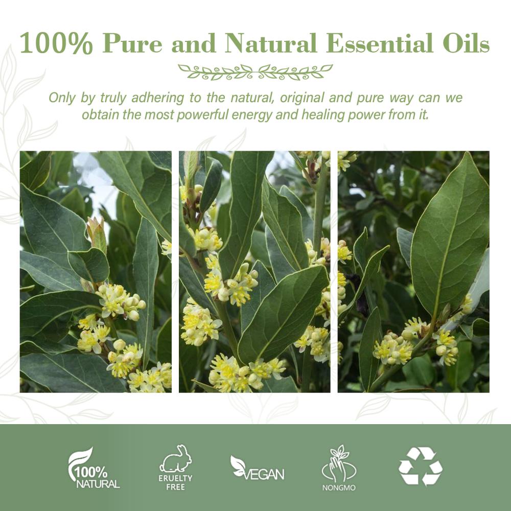 Aceite esencial de laurel de la bahía natural 100% puro para el cuidado del cabello de la piel