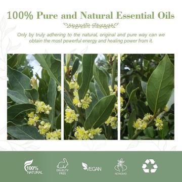 100% Pure Natural Bay Laurel Essential Oil For Skin Hair Care