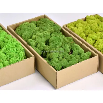 Living Green Wall: Icelandic Lichen and Reindeer Moss for Interior Decoration