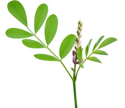 nila powder (1)