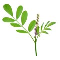 Hautpflege Indigofera Tinctoria Extrakt Indigo Nila 99% Pulver