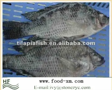 Gutted & Scalled black Frozen Fresh Tilapia Fish