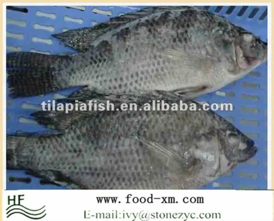 Gutted & Scalled black Frozen Fresh Tilapia Fish
