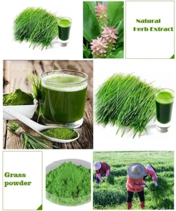 Organic Barley Grass Juice Powder 99%