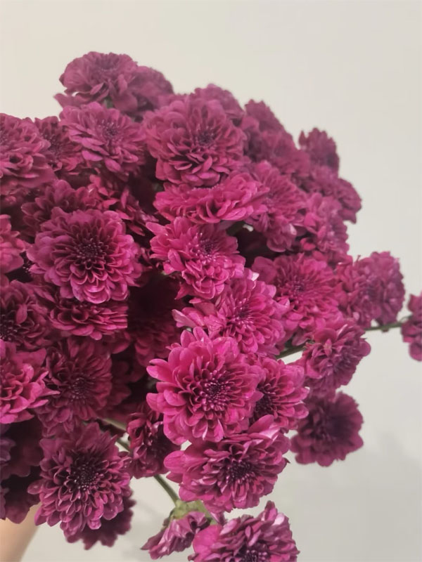 Kundi Pompon spray Mum2