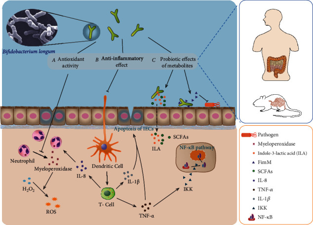 Bifidobacterium longum2