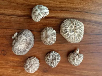 New Product Basswood Mushroom-500G
