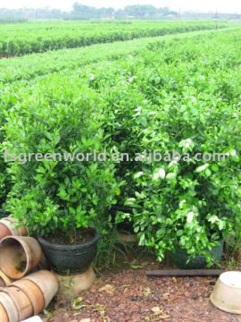 citrus plants