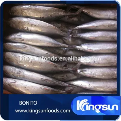 Frozen Bonito Fish