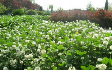 Touchhealthy Supply Trifolium repens L seeds