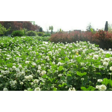 Touchhealthy Supply Trifolium repens L seeds