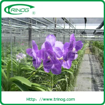 Shading foil greenhouses for orchid flower
