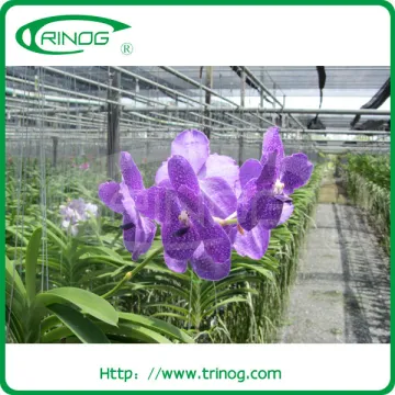 Shading foil greenhouses for orchid flower