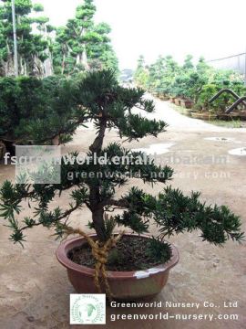 podocarpus macrophyllus export