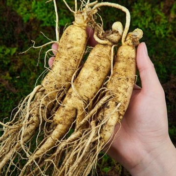 Pure Changbai Mountain Ginseng