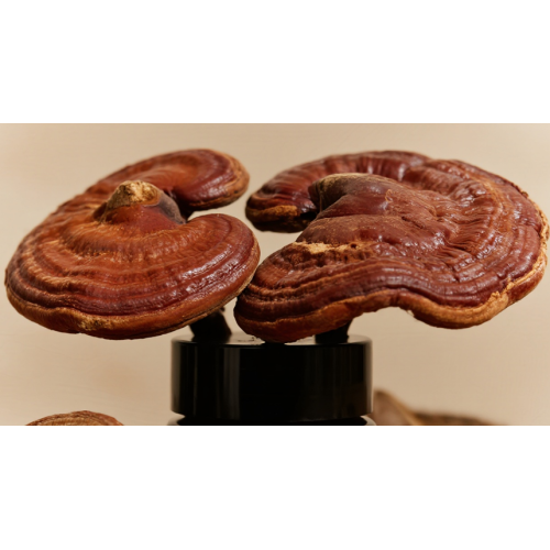 Fórmula de recuperação de lesões esportivas para animais de estimação