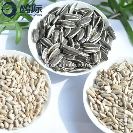 High quality sunflower seed with black stripe