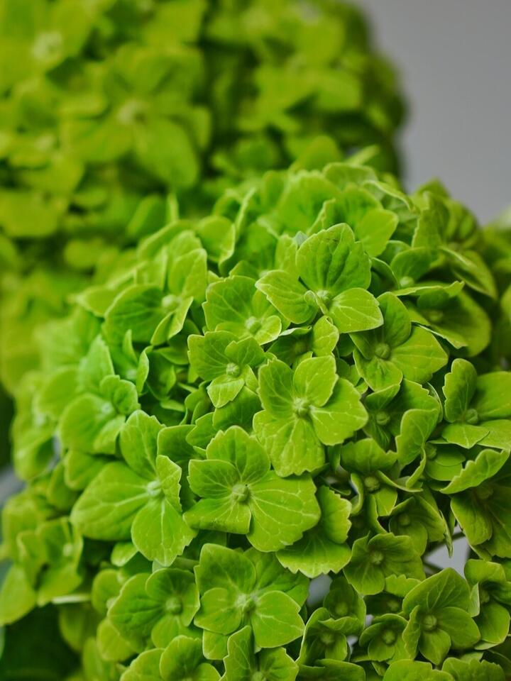 Green Hydrangea