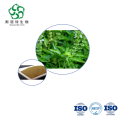 Basil Extract Bulk 10:1 for Digestive Antioxidant Supplements